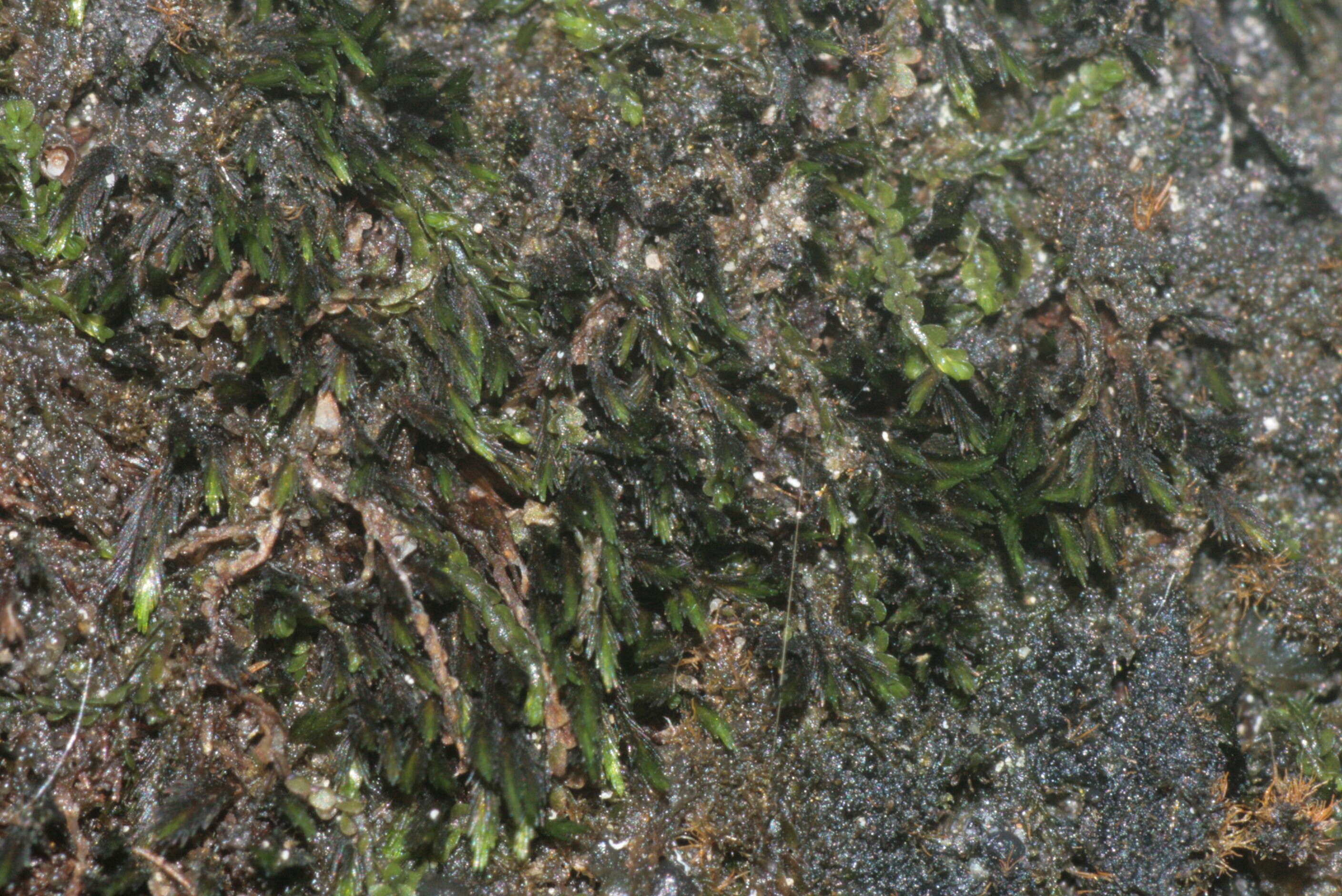 Image of small limestone moss