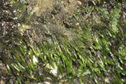 Image of small limestone moss