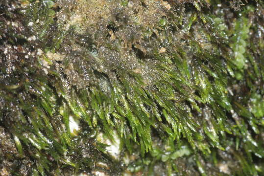 Image of small limestone moss