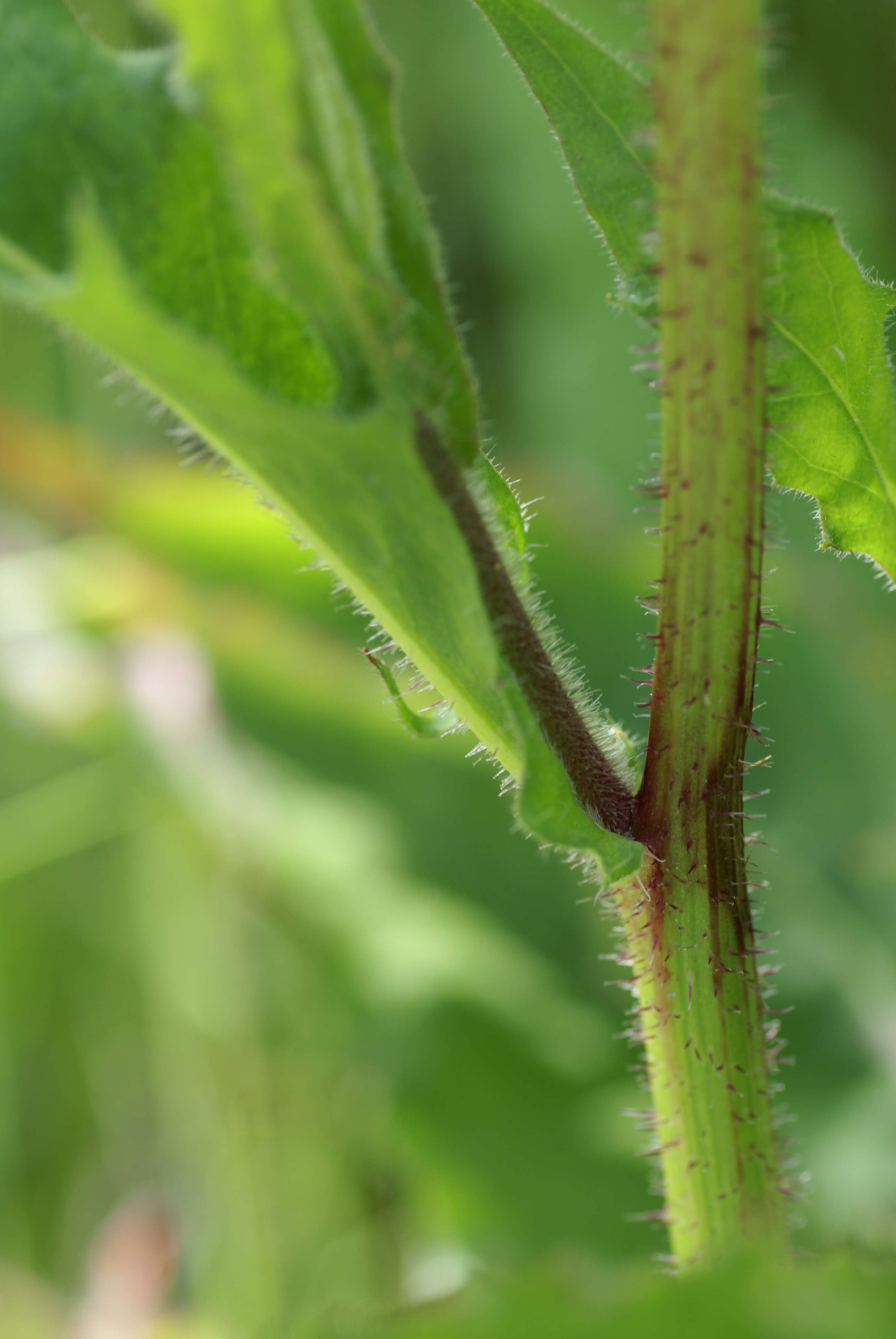 Image of hawkweed oxtongue