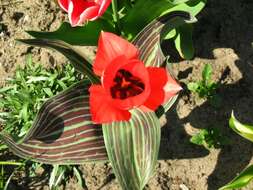 Image de tulipe