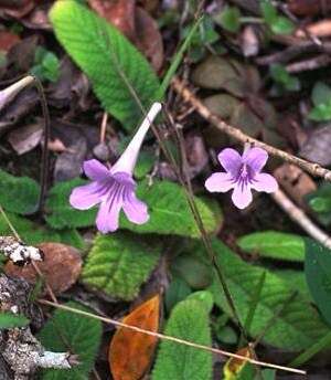 Image of Streptocarpus rexii (Hook.) Lindley