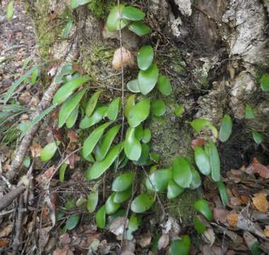 Image of leather-leaf fern