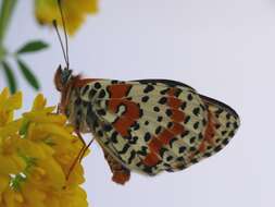 Image of Red-Band Fritillary