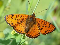 Image of Red-Band Fritillary