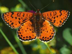 Image of Red-Band Fritillary