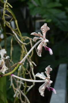 Image of Vanda denisoniana Benson & Rchb. fil.