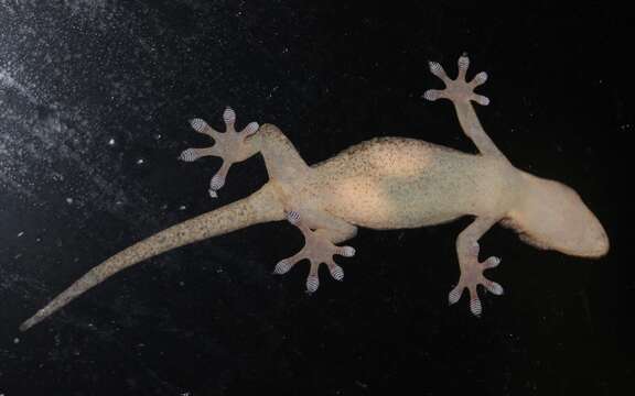 Image of Schlegel's Japanese Gecko