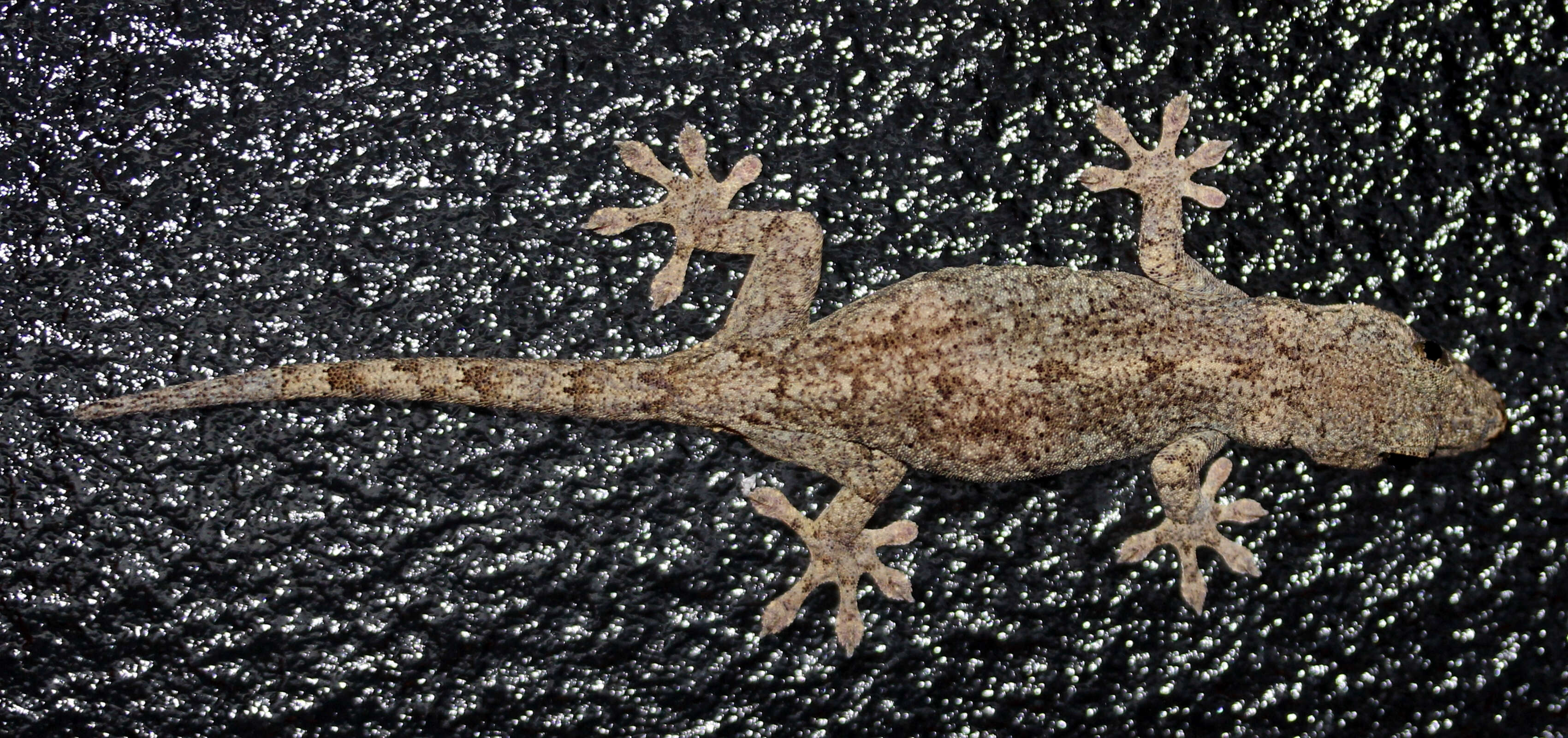 Image of Schlegel's Japanese Gecko