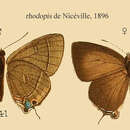 Image of Rapala rhodopis De Nicéville 1896