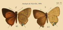 Image of Rapala rhodopis De Nicéville 1896