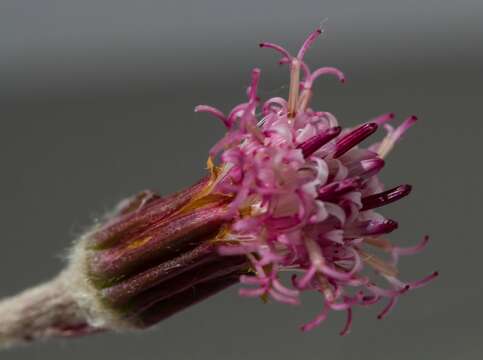 Image of Purple Coltsfoot