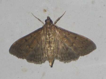 Image of Grass webworm