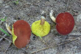 Image of Phylloporus leucomycelinus Singer 1978