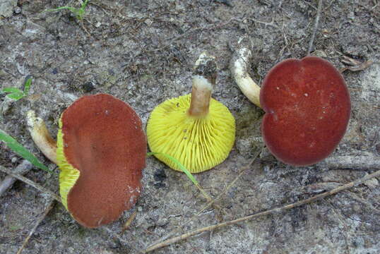 Image of Phylloporus leucomycelinus Singer 1978