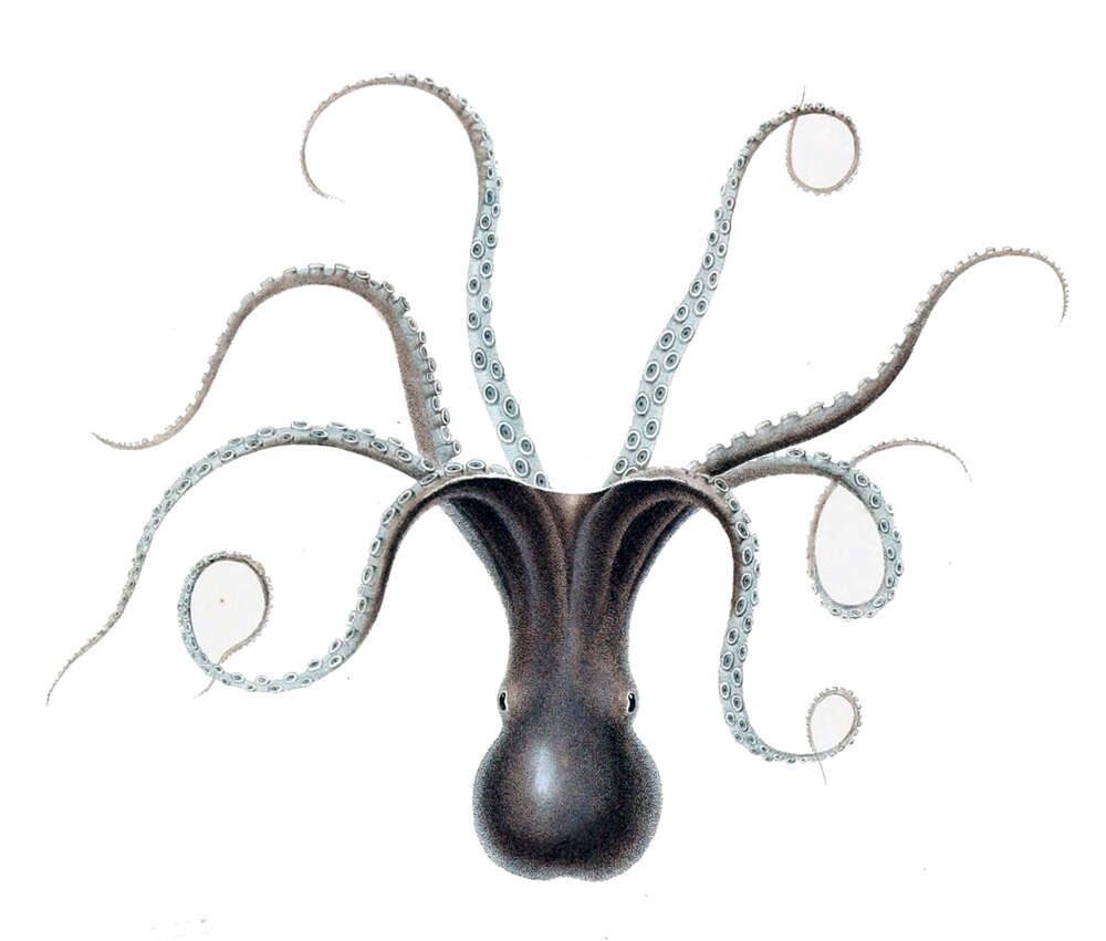 Image of Tehuelche octopus