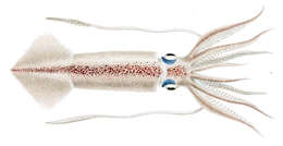 Image of Patagonian Longfin Squid