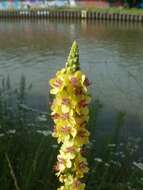 Verbascum nigrum L. resmi