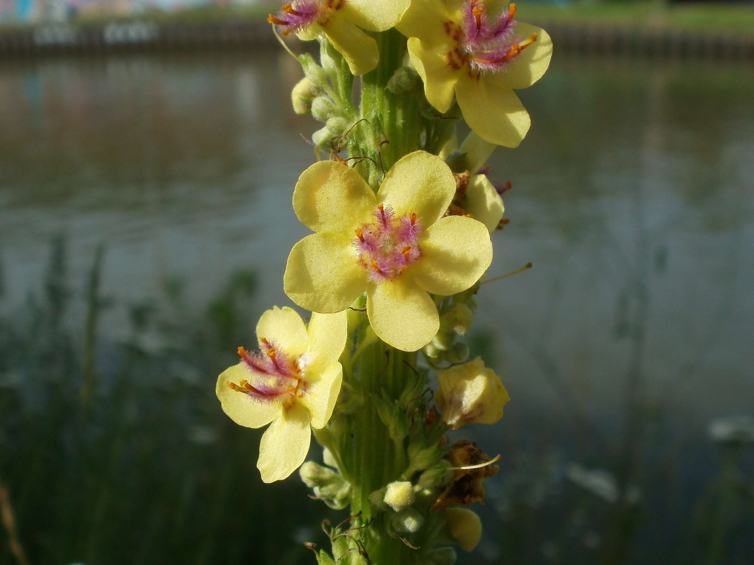 Verbascum nigrum L. resmi