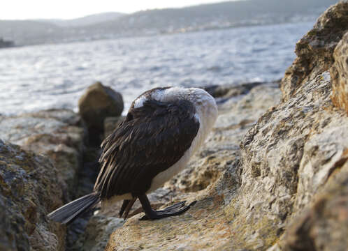 Image of Black-faced Cormorant