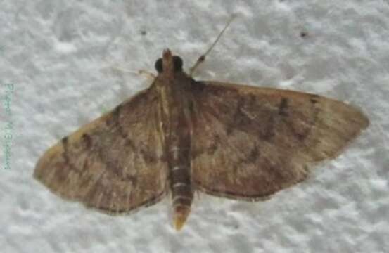 Image of Bean-leaf Webworm Moth