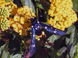 Image of Oleander Moth