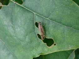 Image of Brown lacewing