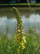 Verbascum nigrum L. resmi