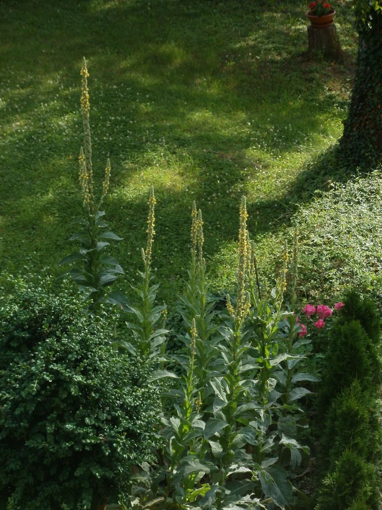 Image of Great Mullein