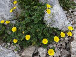 Слика од Potentilla crantzii (Crantz) Beck