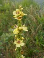 Verbascum nigrum L. resmi