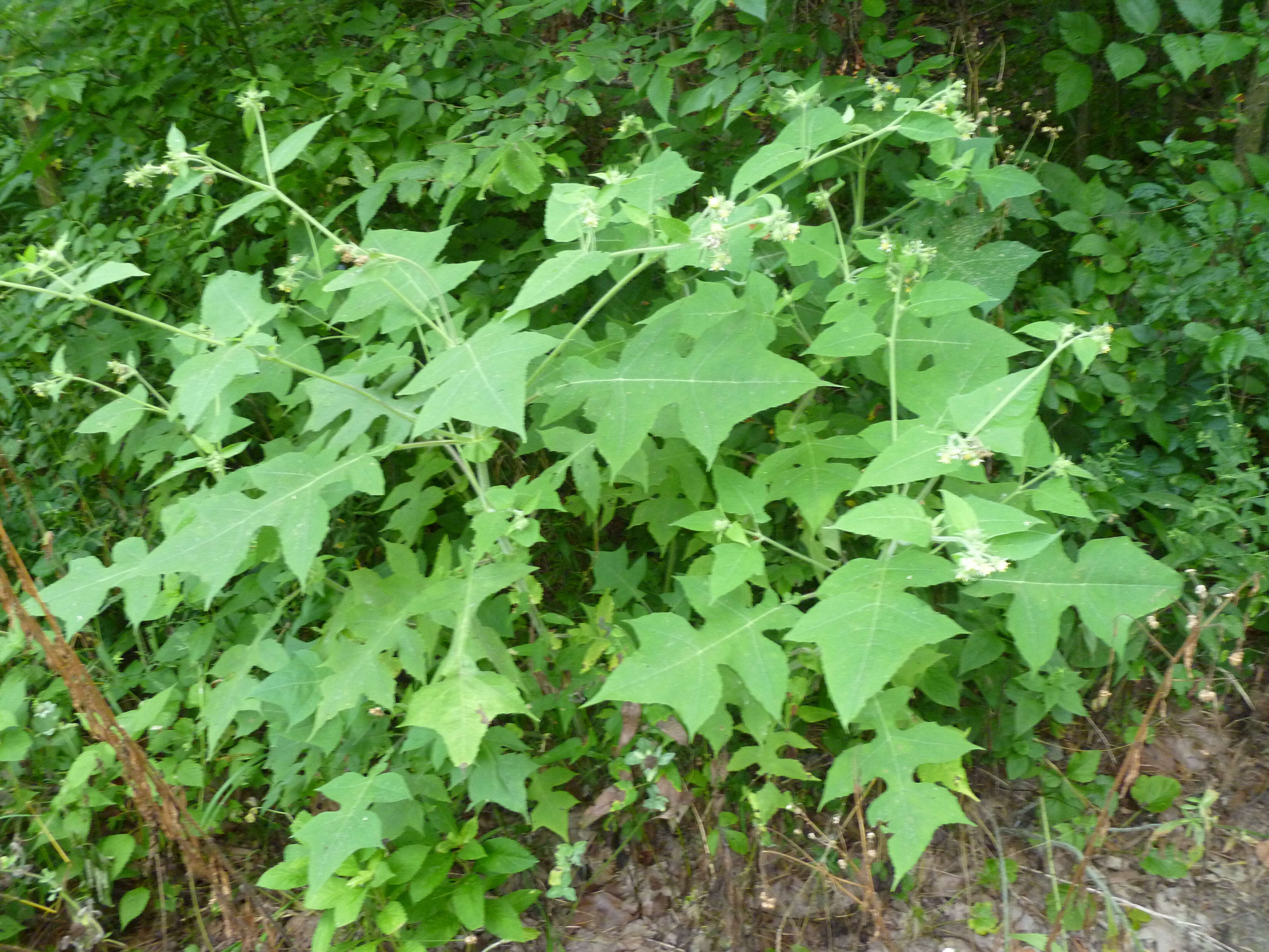 Polymnia canadensis L. resmi