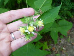 Polymnia canadensis L. resmi