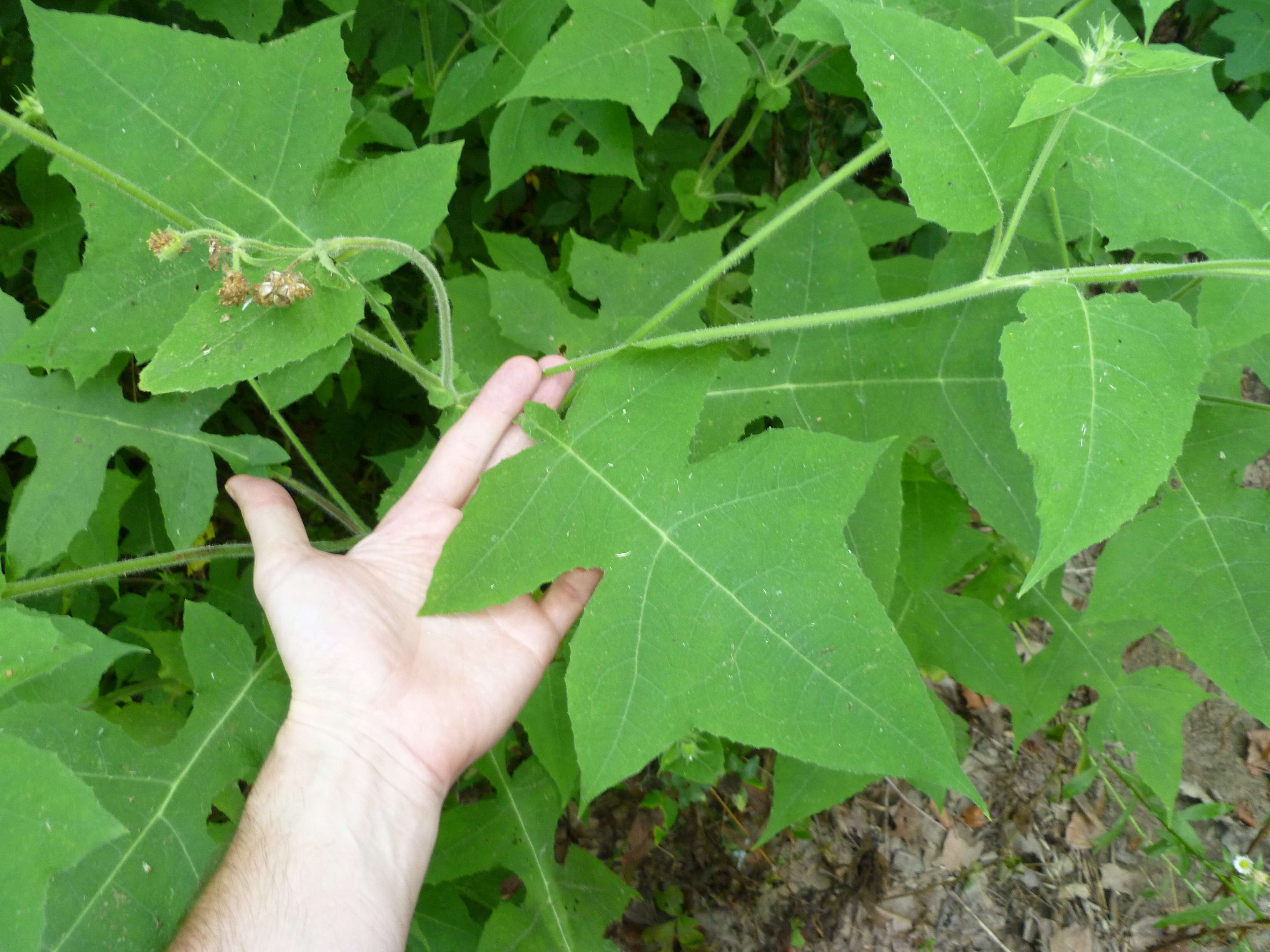 Polymnia canadensis L. resmi