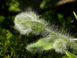 Image of woolly hawkweed