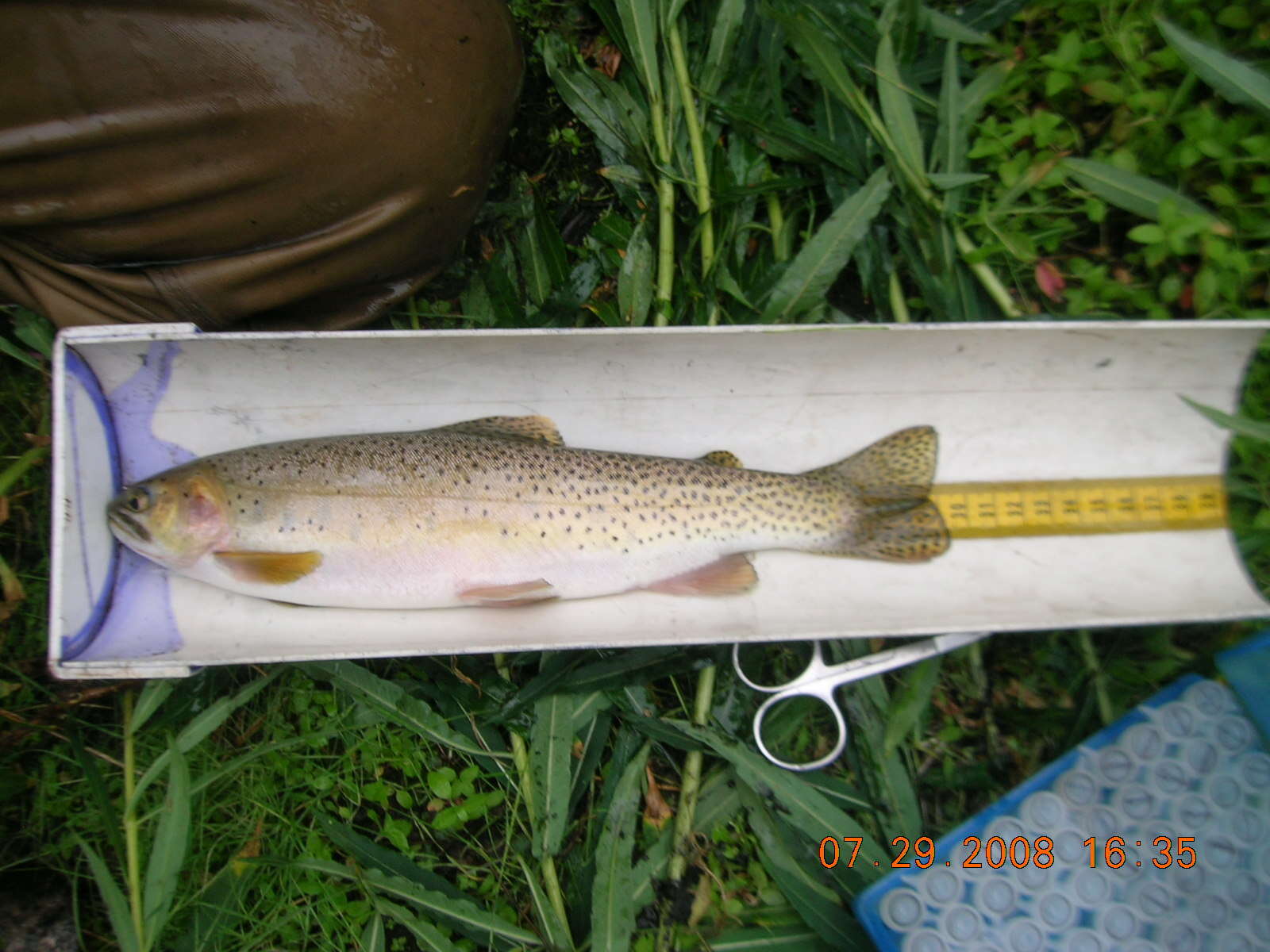 Image of Oncorhynchus clarki lewisi