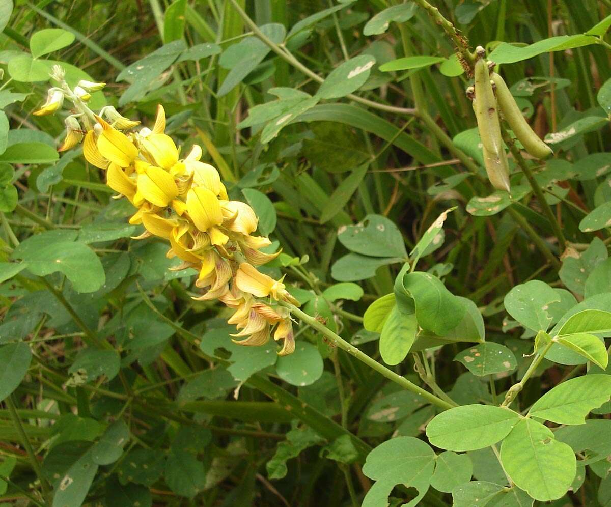 Image of smooth rattlebox