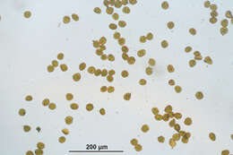 Image of small limestone moss