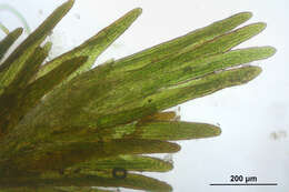 Image of small limestone moss