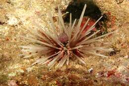 Image of banded sea urchin