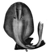 Image of Benthobatis