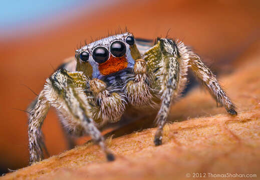 Image of Habronattus virgulatus Griswold 1987