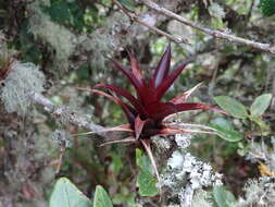 Image of Tillandsia tovarensis Mez