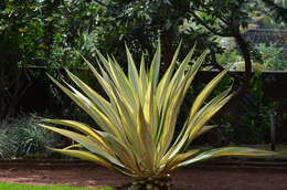 Image of Agave de-meesteriana Jacobi