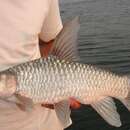 Image of Upper Zambezi Yellowfish