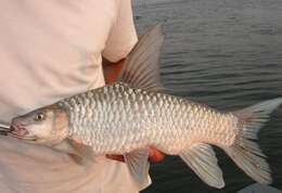 Image of Upper Zambezi Yellowfish