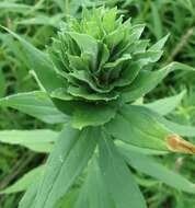 Imagem de Solidago altissima L.