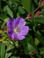 Image of Glandular Crane's-bill