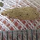 Image of Rice Moth