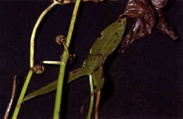 Plancia ëd Sagittaria cuneata E. Sheld.